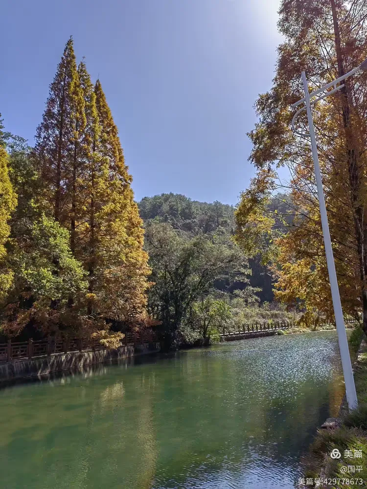 20231118游玩将乐龙栖山常口村龙栖山水杉大道秋色正浓常口村青山绿水